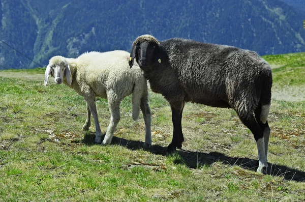 Austria, Tyrol, alpejskie pastwiska — Zdjęcie stockowe