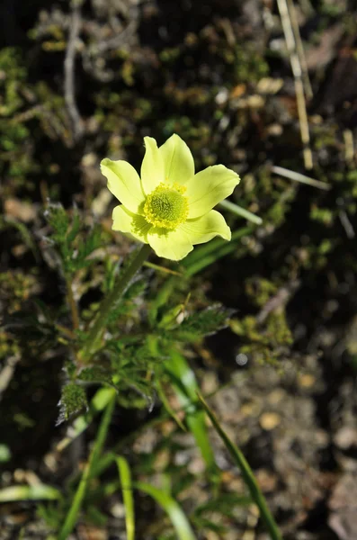 Avusturya, alp çiçek — Stok fotoğraf