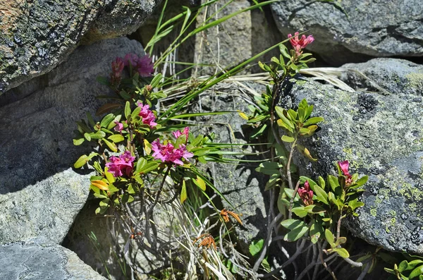 오스트리아, 식물학, 알파인 꽃 — 스톡 사진
