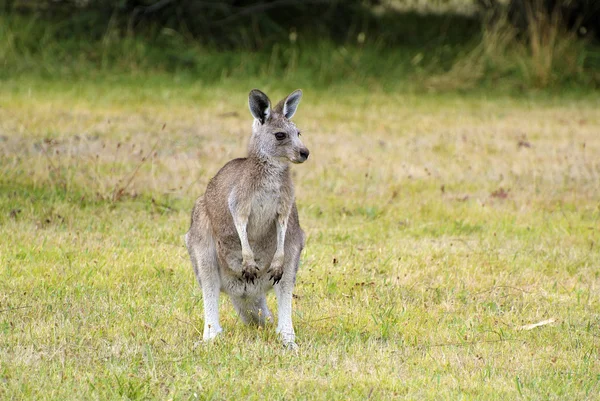 Avustralya, zooloji, Kanguru — Stok fotoğraf