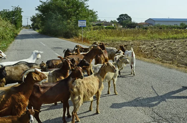 Greece, Goats, animal — Stock Photo, Image