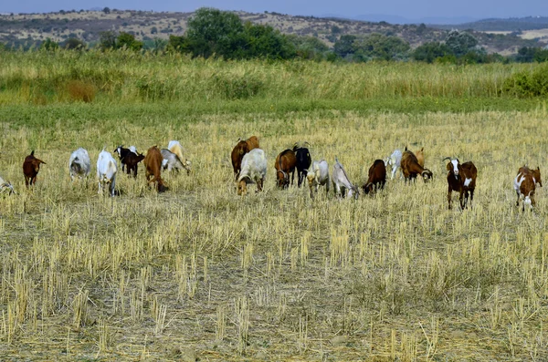 Griechenland, Ziegen, Zoologie — Stockfoto