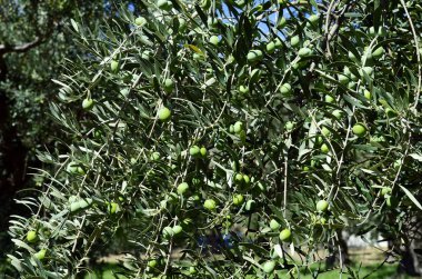 Yunanistan, Semadirek Adası