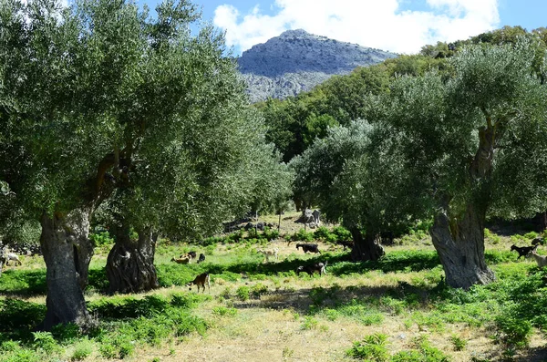 Grecia, Samotracia — Foto de Stock