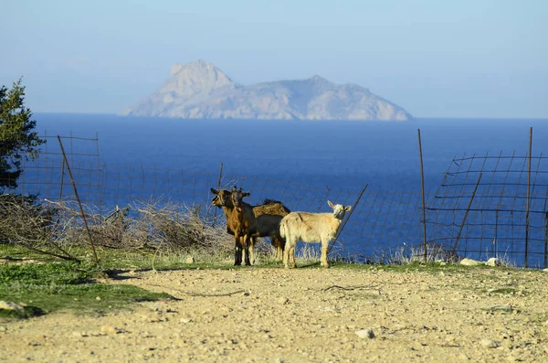 Grecja, Kreta, zwierząt — Zdjęcie stockowe
