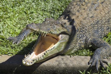 Avustralya, zooloji, timsah