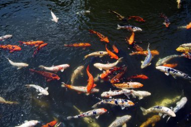 Avustralya, zooloji, Koi