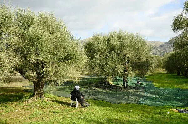 Grecia, Creta, cosecha de aceitunas — Foto de Stock