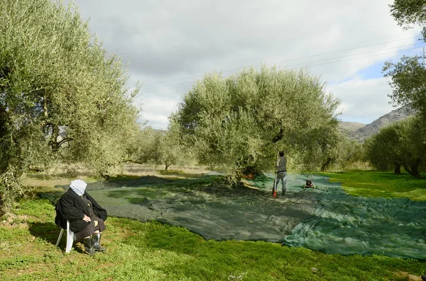 Řecko, Kréta, sklizně oliv — Stock fotografie