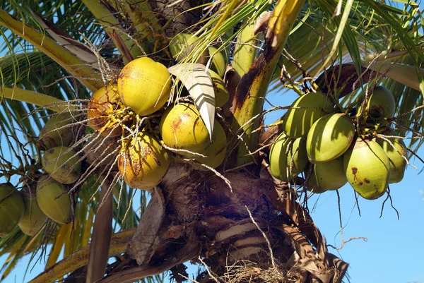 Фіджі, ботаніка, Кокос — стокове фото
