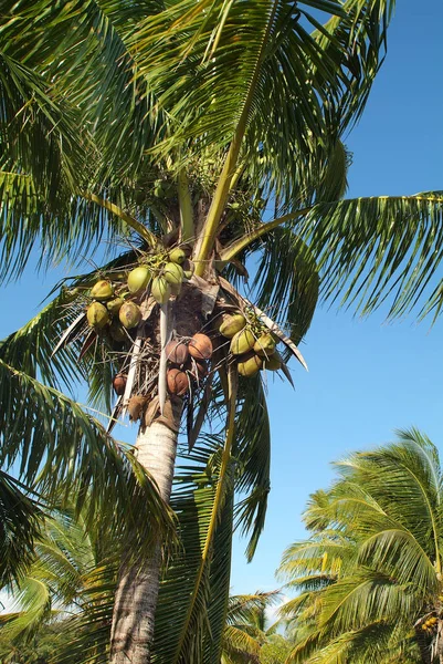 Fiji, plantkunde, kokosnoot — Stockfoto