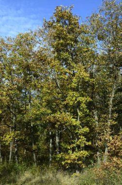 Avustralya, Doğa, orman