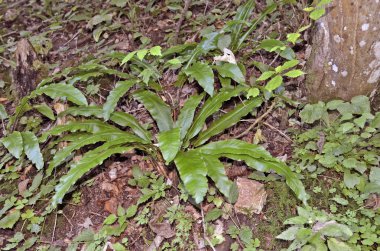 Botanik, bitki, eğrelti