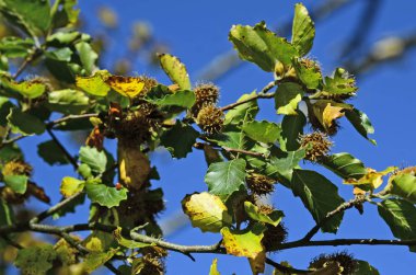 Botanik, ağaç, tohum