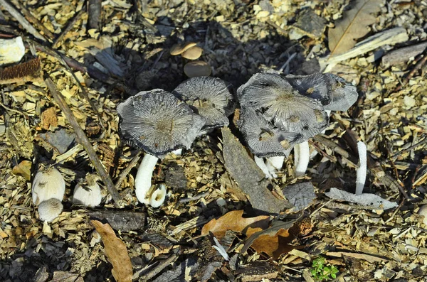 Plantkunde, paddestoelen, flora — Stockfoto