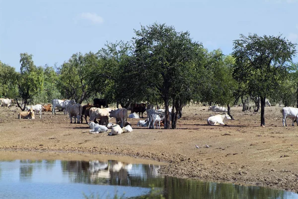 Avustralya, Kuzey toprakları