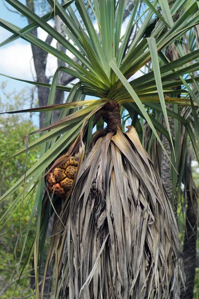 Australië, natuur, plantkunde — Stockfoto