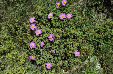 Yunanistan, Zakynthos Adası