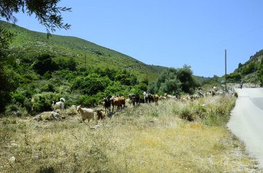 Yunanistan, Zakynthos Adası