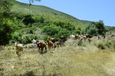 Yunanistan, Zakynthos Adası