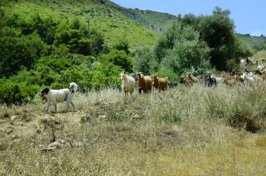Yunanistan, Zakynthos Adası