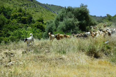 Yunanistan, Zakynthos Adası