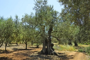 Yunanistan, Zakynthos Adası