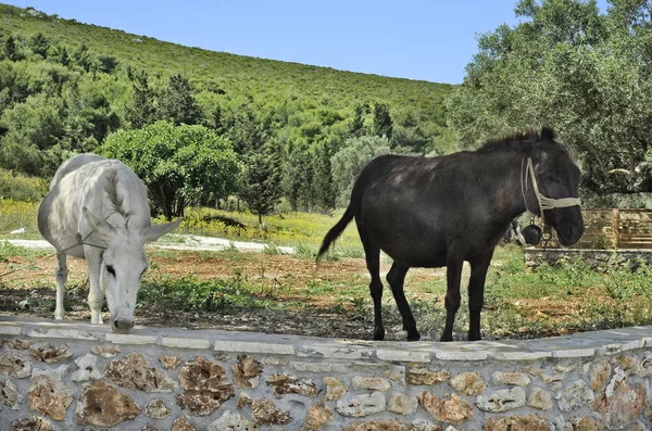 希腊扎金索斯，驴 — 图库照片