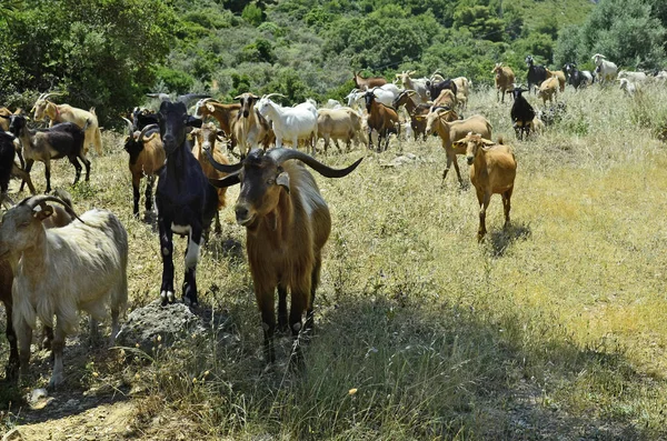 Řecko, ostrov Zakynthos — Stock fotografie