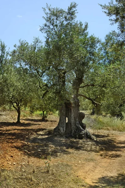 Griechenland, Insel Zakynthos — Stockfoto