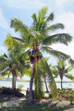 Fiji Adası, Melanesia, Güney Denizi