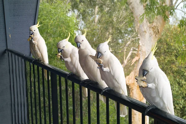 Avustralya, zooloji, kuş — Stok fotoğraf