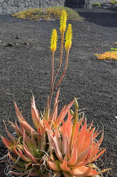 Espagne _ Îles Canaries, Botanique — Photo