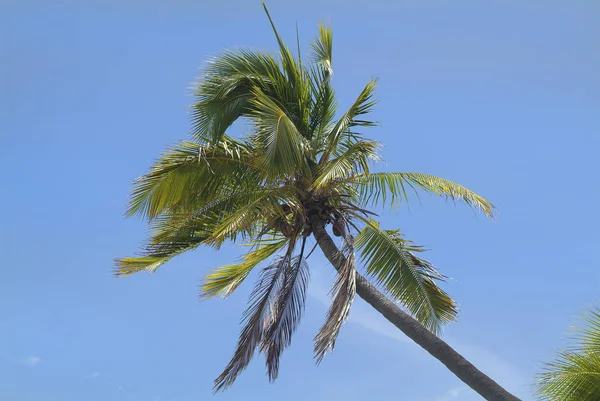 Fiji, plantkunde, palm — Stockfoto