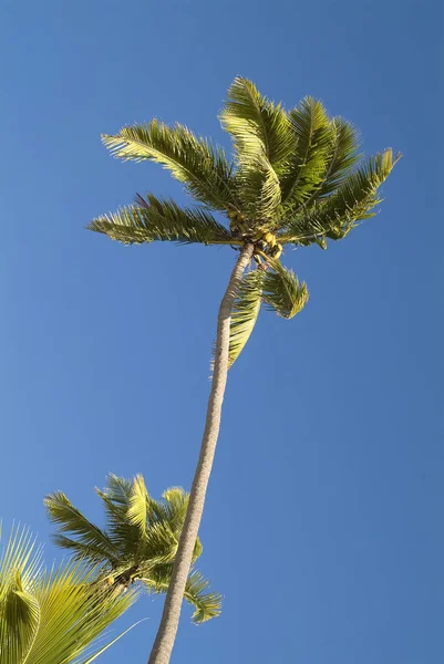 Fifi, Coconut palm — Stockfoto