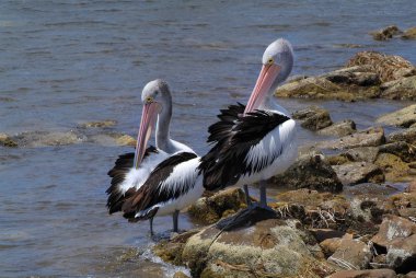 Australia, SA, Kangaroo Island, Zoology clipart
