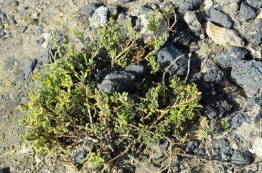 İspanya, Kanarya Adaları, botanik