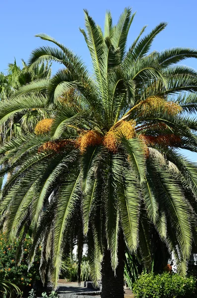 Spanje, Canarische dadelpalm met vruchten — Stockfoto