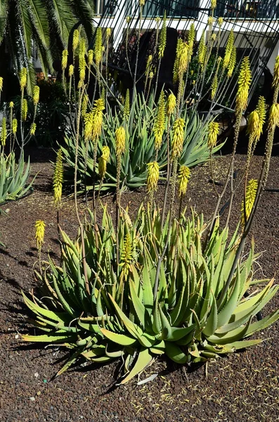 Espagne, Îles Canaries, fleurs — Photo