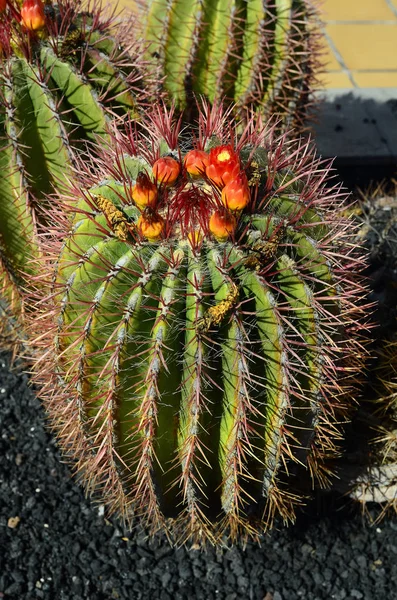 スペイン、カナリア諸島、植物、サボテン — ストック写真