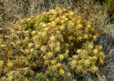 Yunanistan, Samothrace Island, Botanik