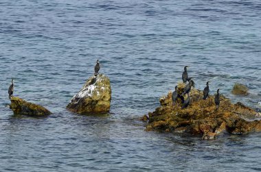 Yunanistan, Semadirek Adası, kuşlar