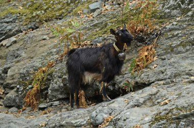 Yunanistan, zooloji, keçi