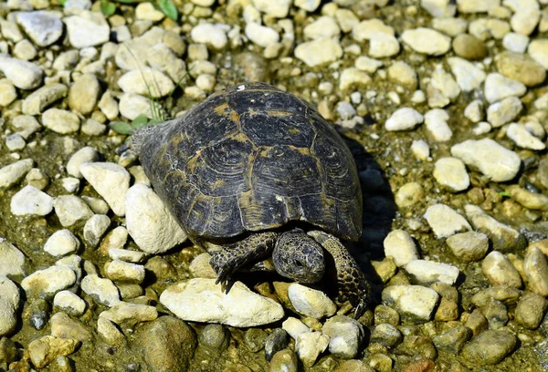 Grekland, zoologi, reptil — Stockfoto