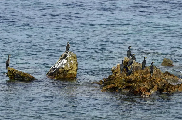 Griechenland, Samothrakeninsel, Vögel — Stockfoto