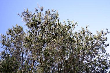 Yunanistan, botanik, zeytin ağacı