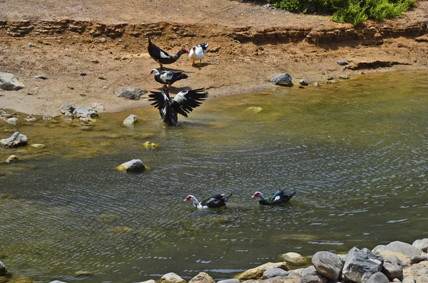 Spanien, Kanarische Insel, Fuerteventura, Zoologie — Stockfoto