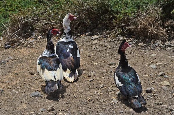 Espanha, Ilha Canária, Fuerteventura, Zoologia — Fotografia de Stock