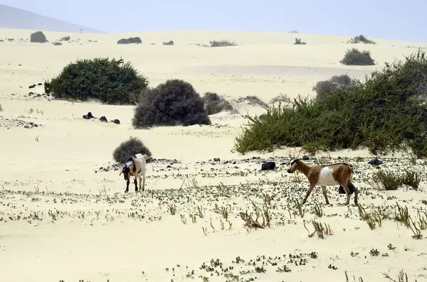 Wyspa Fuerteventura Hiszpania, Wyspy Kanaryjskie, — Zdjęcie stockowe