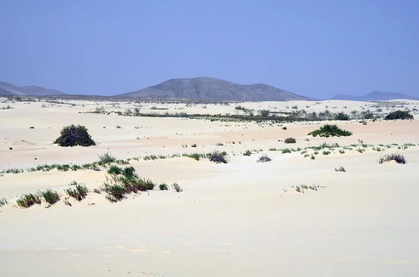 スペイン、カナリア諸島、フエルテベントゥラ島 — ストック写真